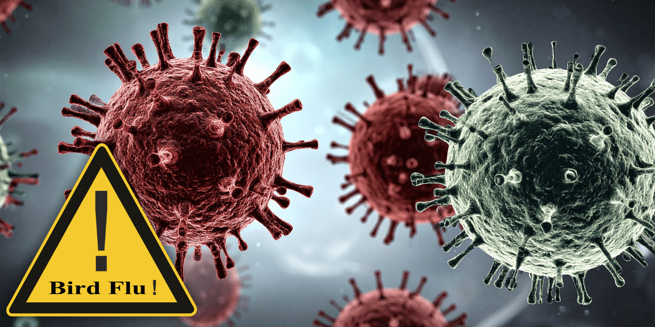 Bird Flu Has Now Infected 71 Americans and 1,084 Cattle Herds — Why Scientists Say the Worst May Still Be Coming