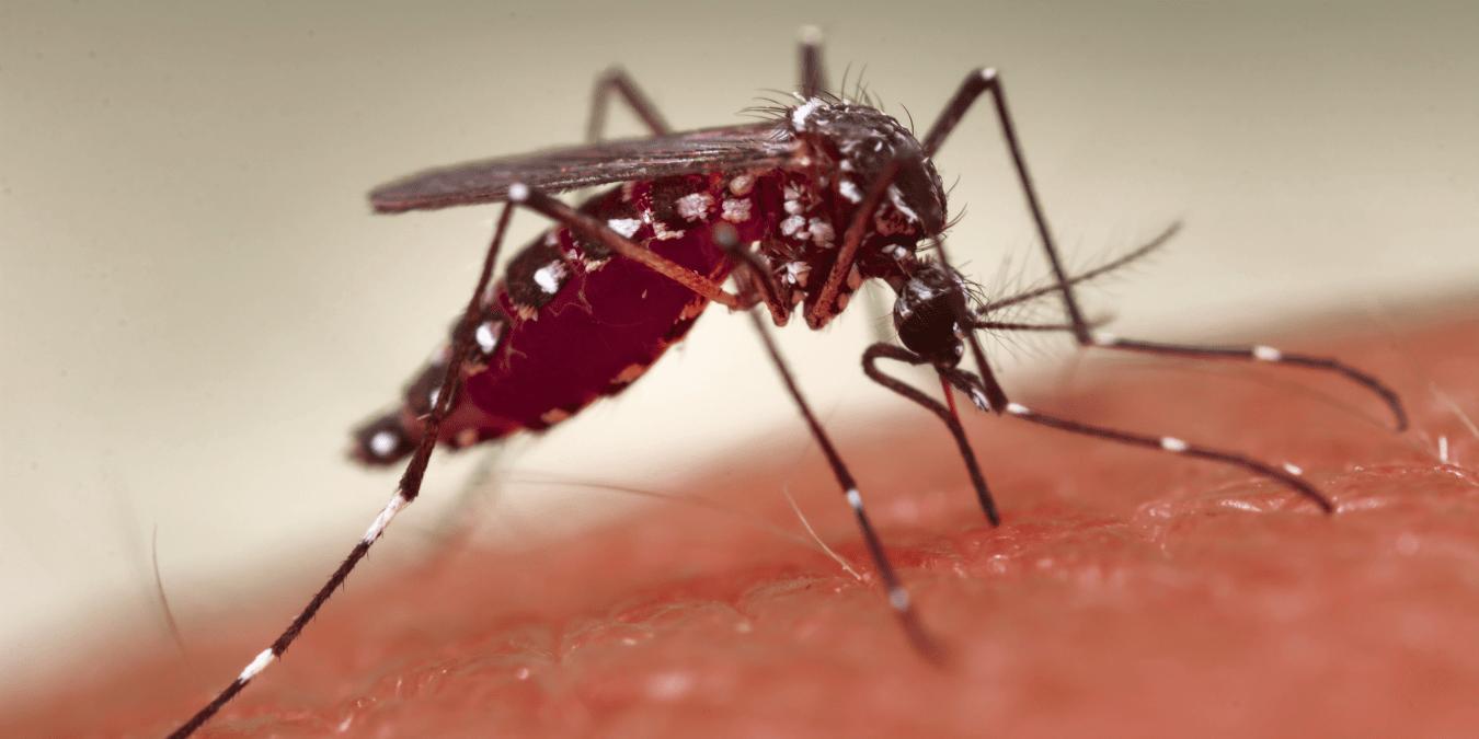 The Aedes Mosquito Is Expanding Its Territory Fast — These Are the Vacation Destinations Now on the CDC’s Dengue Danger Radar This Spring